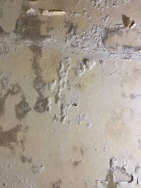 Carthage, TN Mold Remediation Company