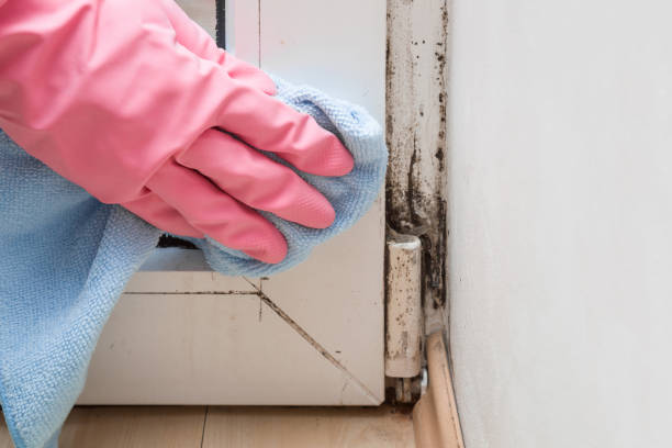 Best Commercial Mold Remediation in Carthage, TN