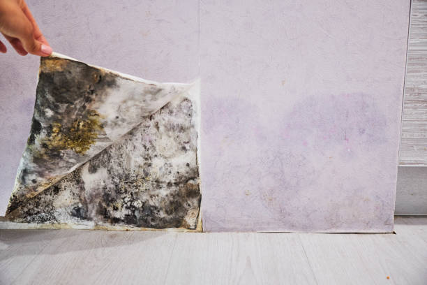 Best Attic Mold Remediation in Carthage, TN